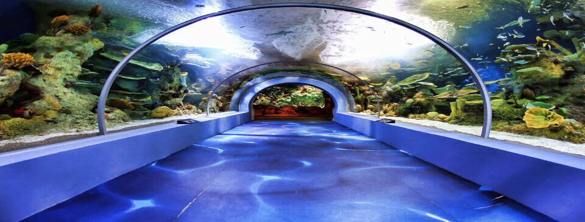 Image for Jeddah Aquarium